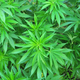 Illustration for article titled Ohio Could Be the Next State to Legalize Weed